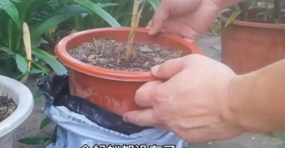 花盆爬滿螞蟻怎麼辦？教你簡單1招，整窩螞蟻全除盡，厲害