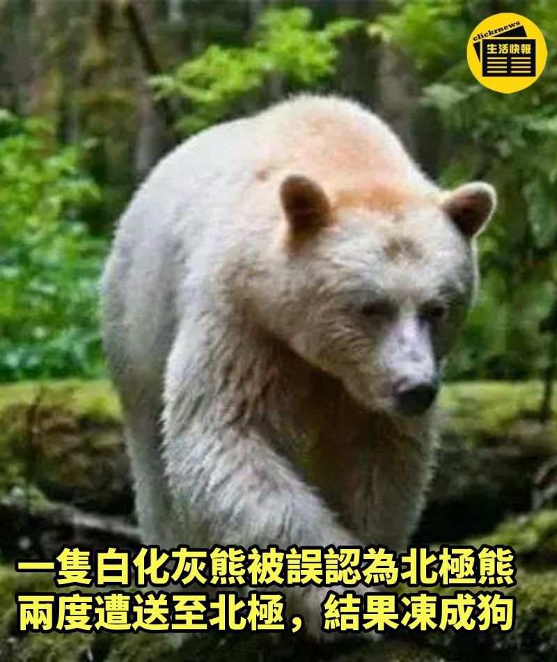 一隻「白化灰熊」被誤認為北極熊，兩度遭送至北極，結果凍成狗