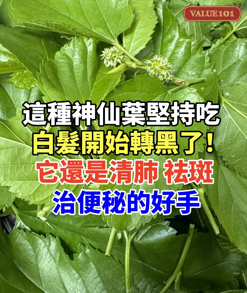 農村這種「神仙葉」堅持吃,白髮開始轉黑了!它還是清肺、祛斑、治便秘的好手